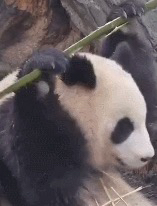 原动态图片