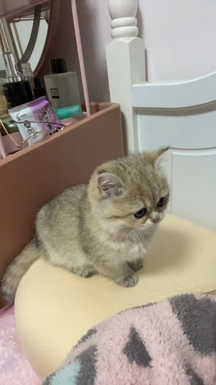 原动态图片